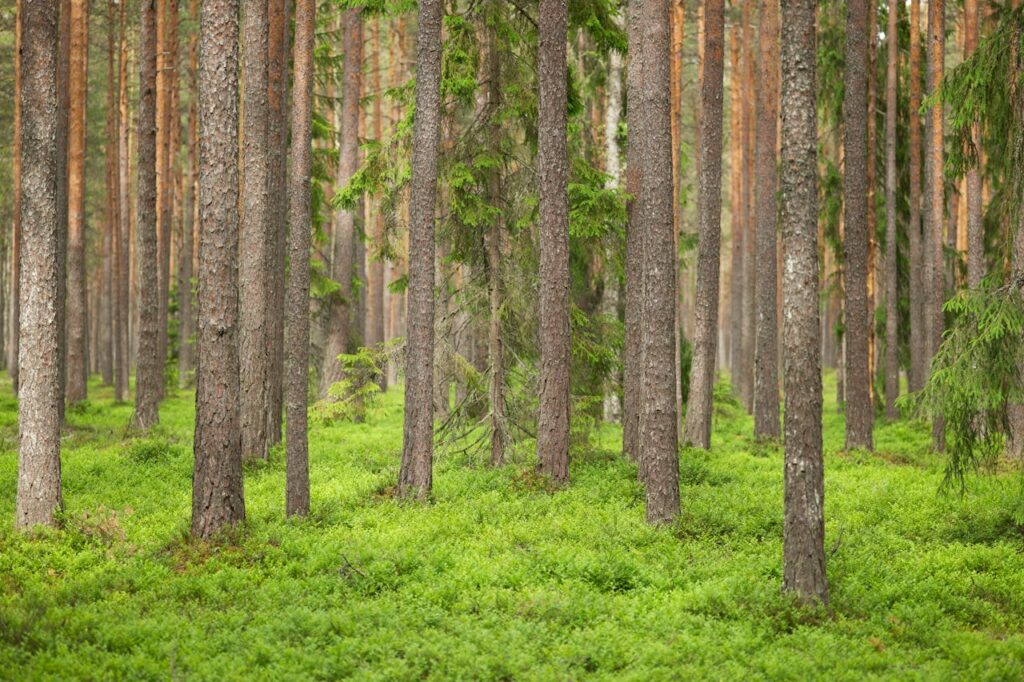 pexels photo 15843275.jpg