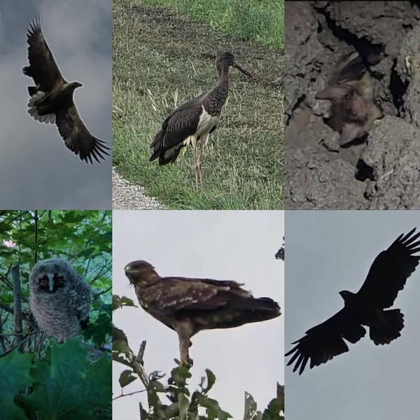 kes kaitseb kaitsealuseid